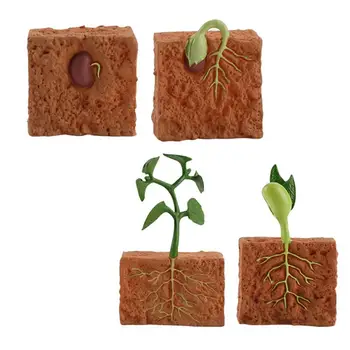 1 Sada Simulace Rostliny Nastavit Semeno Set Semen Životní Cyklus Vzdělávacích dětské Kognitivní Růst Rostlin Cyklus Model