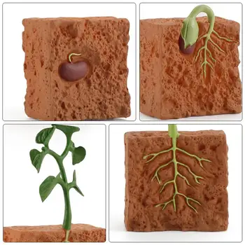 1 Sada Simulace Rostliny Nastavit Semeno Set Semen Životní Cyklus Vzdělávacích dětské Kognitivní Růst Rostlin Cyklus Model