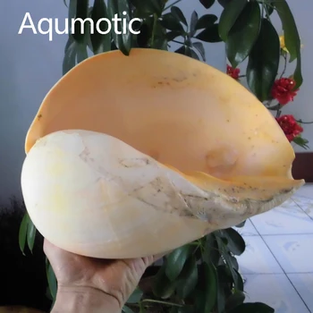 Aqumotic Indie Spirální Kokosový Šnek Shell Žlutá Ulita Melo Velký Není Korýši Tank Domů Akvárium Terénní Úpravy, Dekorace